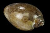 Polished, Chalcedony Replaced Gastropod Fossil - India #133540-1